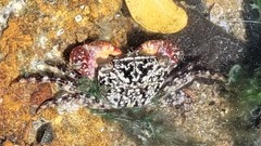 Metopograpsus frontalis