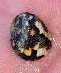 Nerita histrio