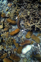 Ctenactis echinata