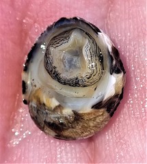 Nerita histrio