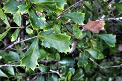 Cupaniopsis shirleyana