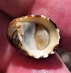 Nerita histrio