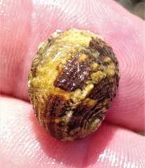 Nerita histrio