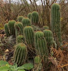 Trichocereus schickendantzii
