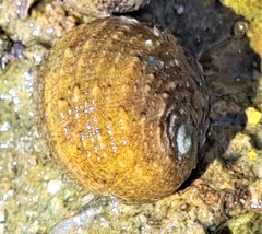 Nerita histrio