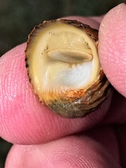 Nerita histrio