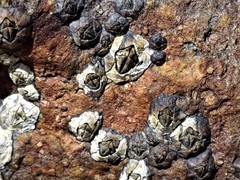 Microeuraphia withersi