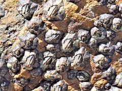 Microeuraphia withersi