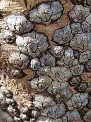 Microeuraphia withersi