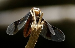 Palpopleura