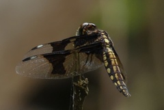 Palpopleura