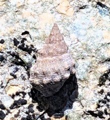 Echinolittorina pascua
