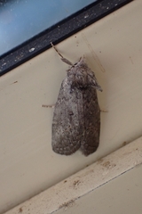 Scythrophanes stenoptera