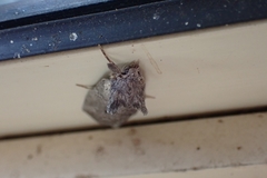 Scythrophanes stenoptera