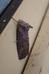 Scythrophanes stenoptera