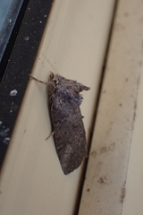 Scythrophanes stenoptera