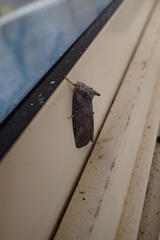 Scythrophanes stenoptera