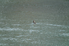 Fulica atra