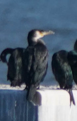 Phalacrocorax capillatus