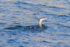 Phalacrocorax capillatus