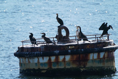 Phalacrocorax capillatus