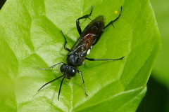 Macrophya blanda