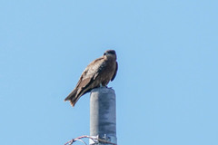 Milvus migrans lineatus