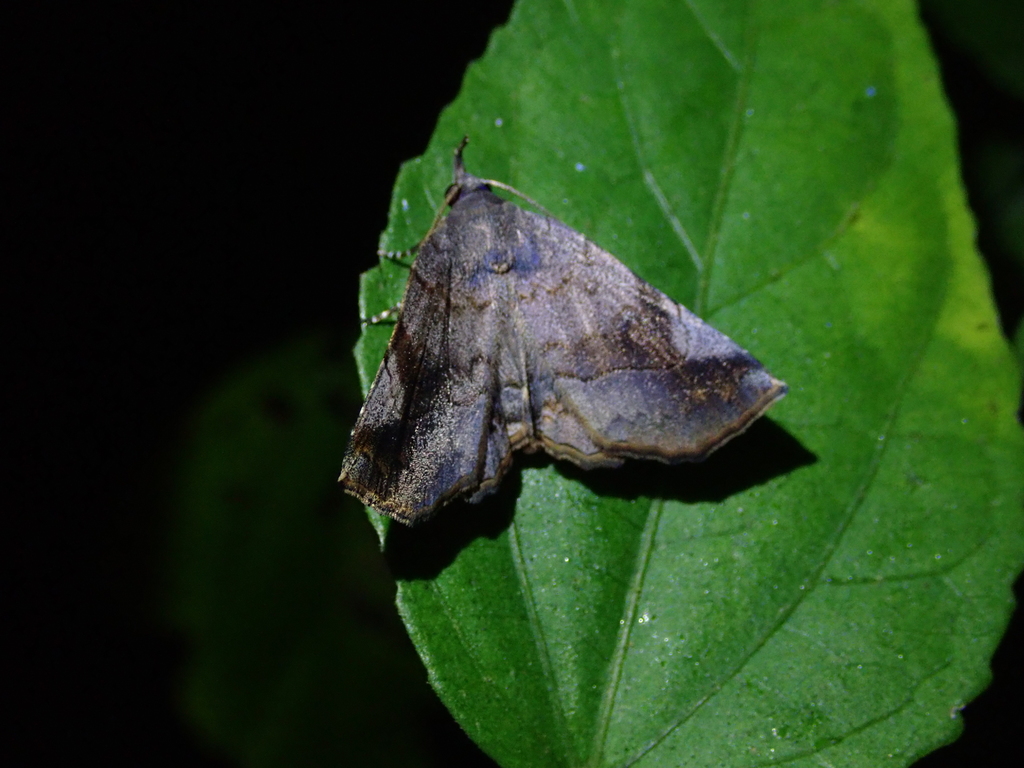 Pangrapta plumbilineata