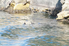 Fulica atra