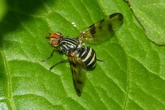 Otites porcus