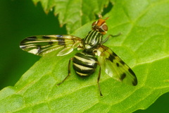Otites porcus