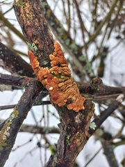 Hypocreopsis lichenoides