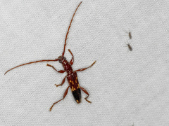 Coptocercus aberrans