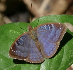 Euriphene