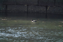 Fulica atra