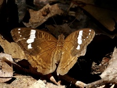 Euriphene tadema