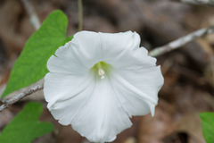 Calystegia catesbeiana