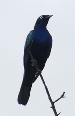 Lamprotornis splendidus