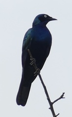 Lamprotornis splendidus