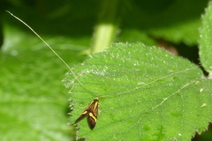 Nemophora degeerella