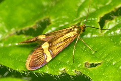 Nemophora degeerella