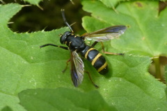 Temnostoma bombylans