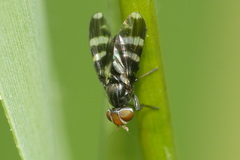 Herina frondescentiae