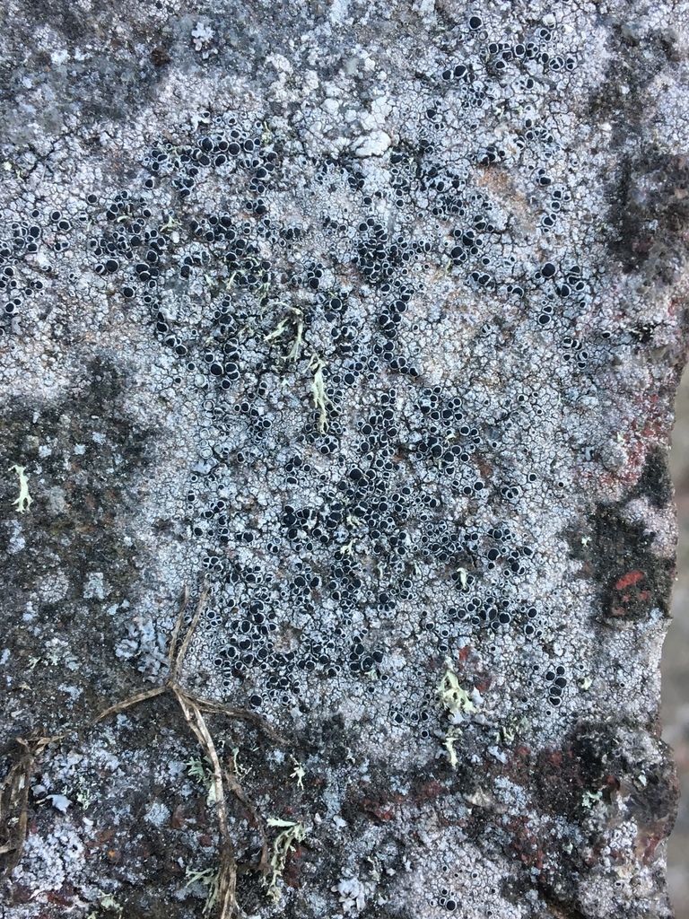 Lecanora argentea