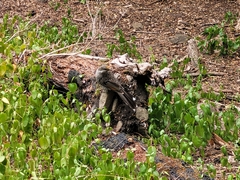 Anthochaera chrysoptera tasmanica