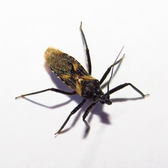 Catasphactes coprias