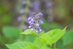 Salvia urticifolia
