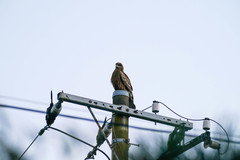 Milvus migrans lineatus