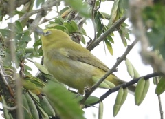 Zosterops senegalensis