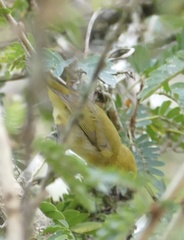 Zosterops senegalensis